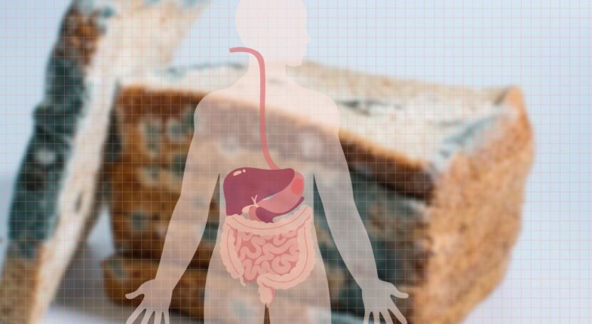 Digestive system response of moldy bread